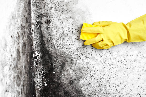 Best Fast Mold Removal  in Folsom, PA