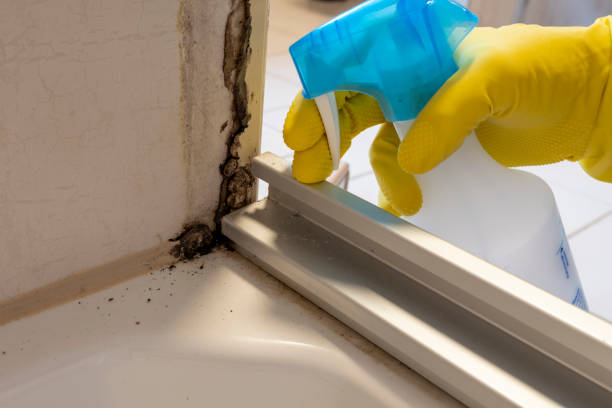 Certified Mold Removal in Folsom, PA