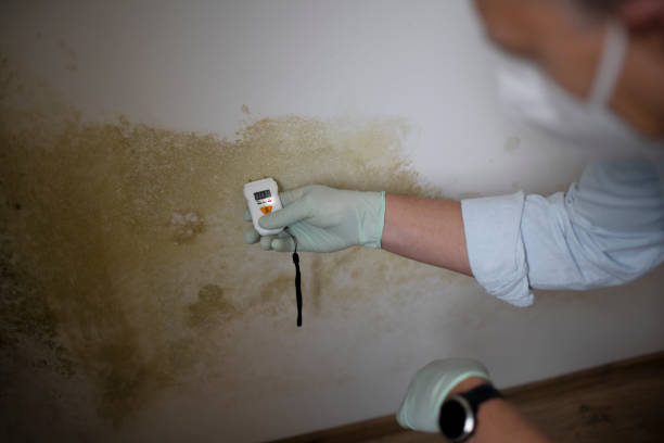 Mold Removal Process in Folsom, PA