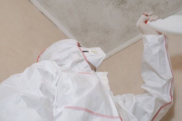 Best Black Mold Removal  in Folsom, PA