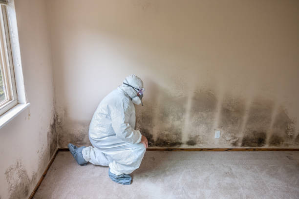 Office Mold Removal Services in Folsom, PA