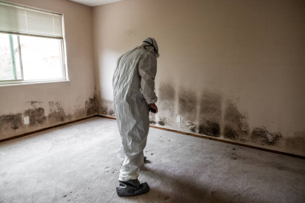 Best Mold Removal Process  in Folsom, PA
