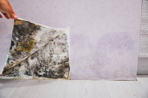 Best Emergency Mold Removal  in Folsom, PA